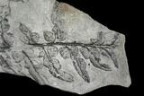 Pennsylvanian Fossil Fern (Neuropteris) Plate - Alabama #112768-1